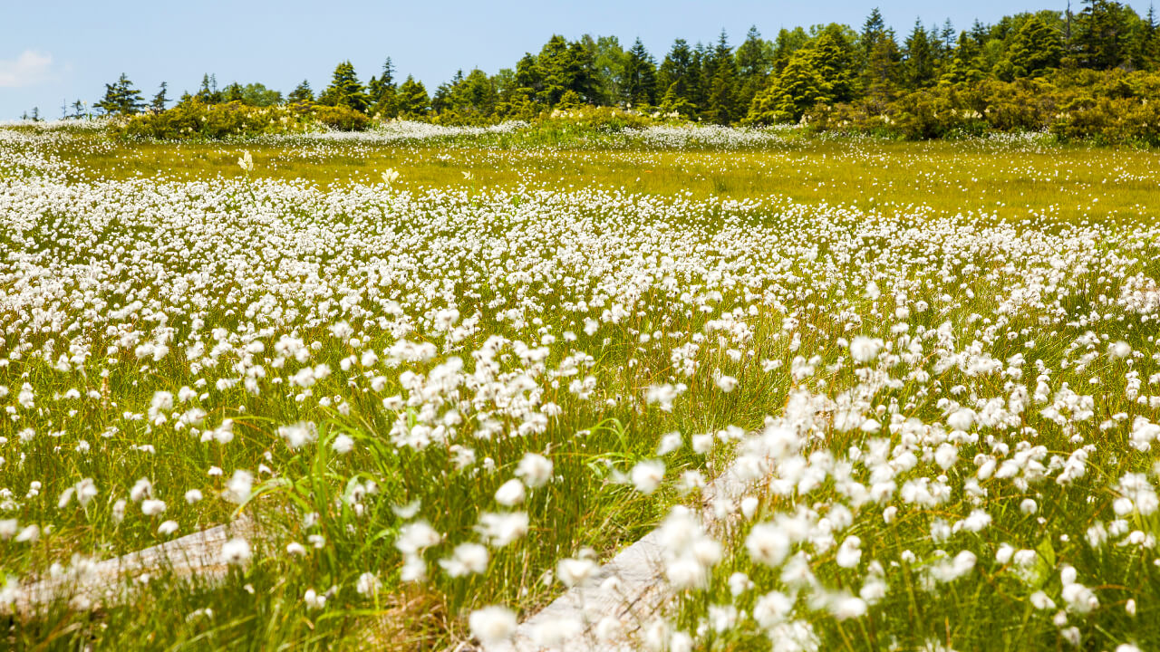 Cotton grass is also known as 