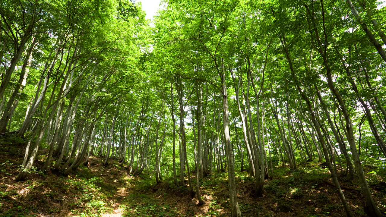 Fantastic scenery of the Japanese beech tree forest stretches out over the landscape in early summer.