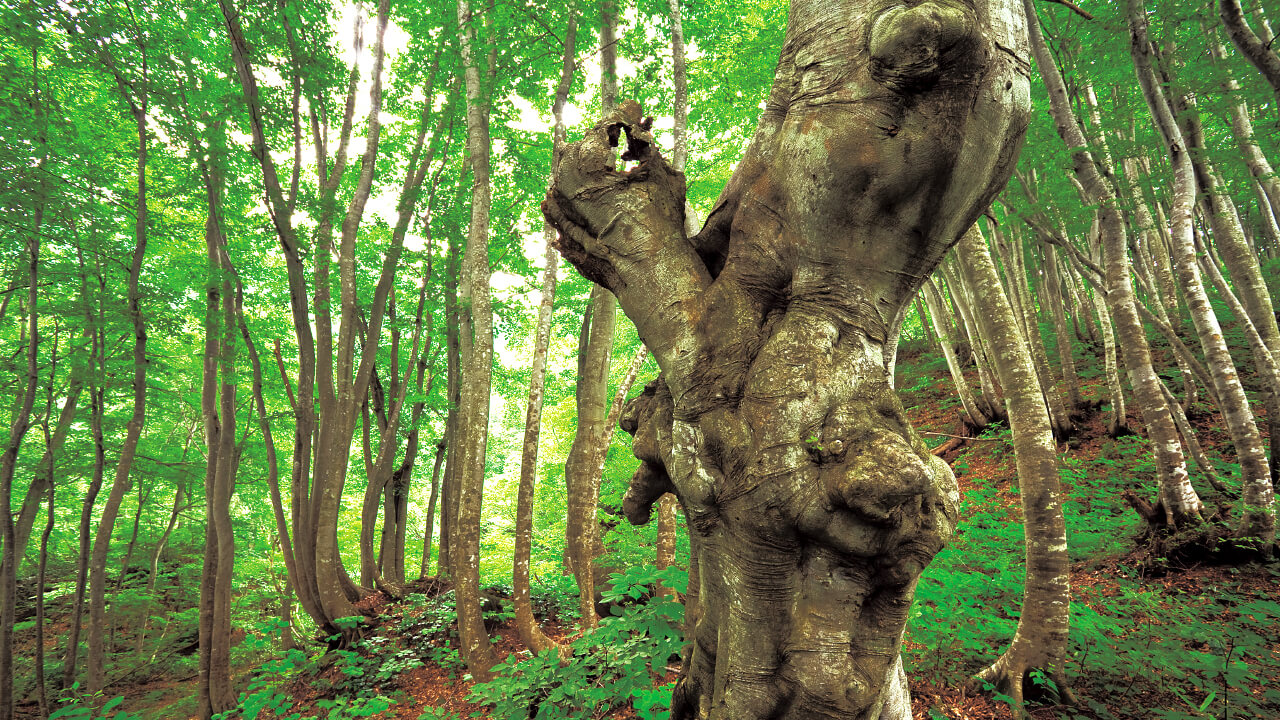 The beech tree has many shapes from smooth to rugged forms.