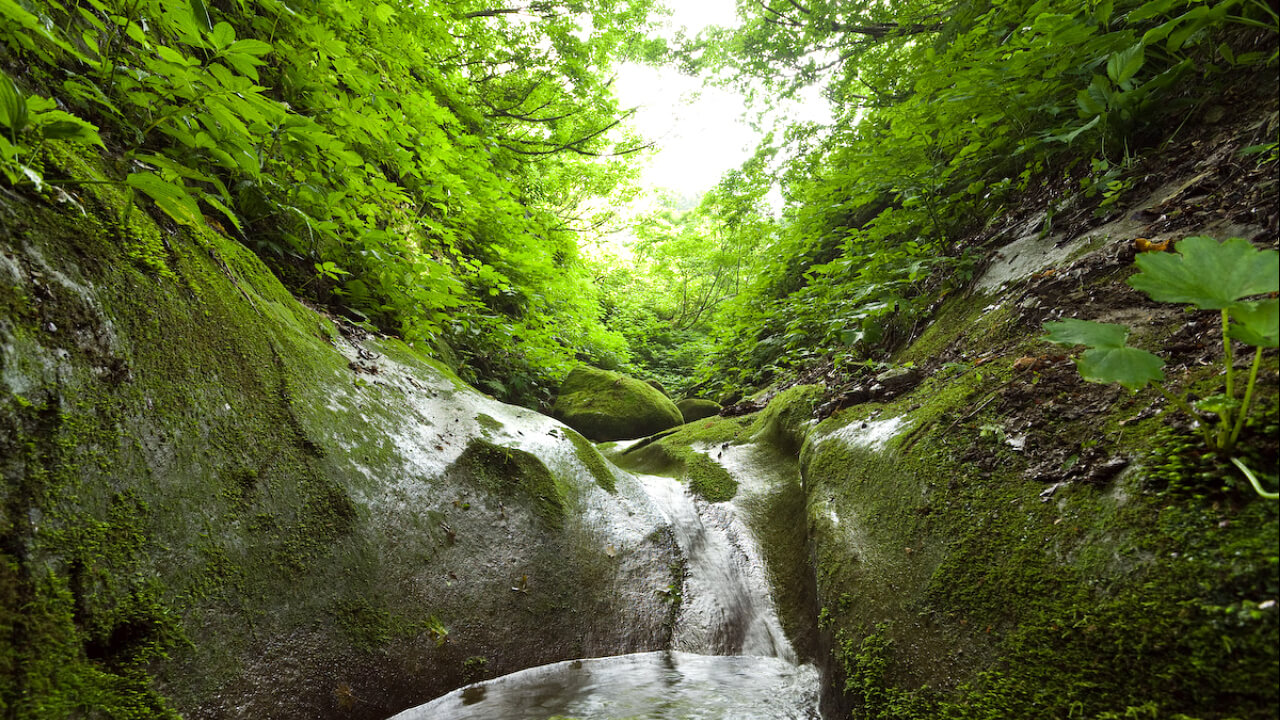 A forest dam found as high upstream as possible.