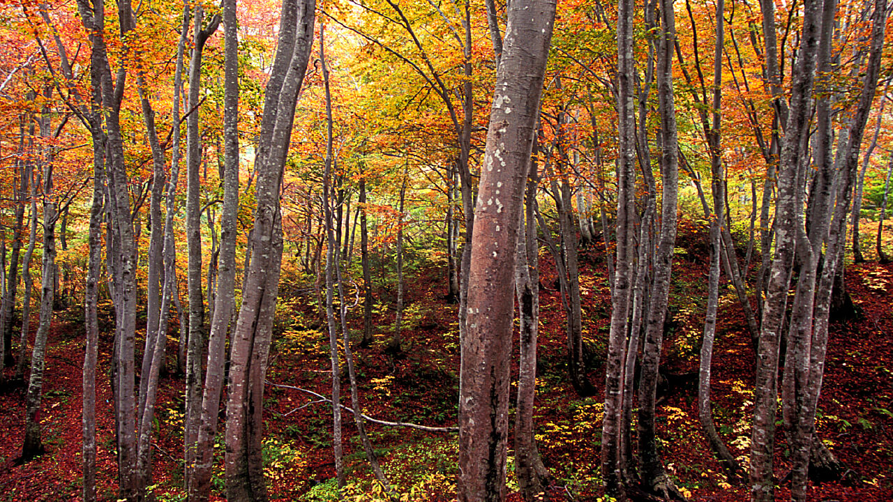 A forest of Japanese beech trees stand in autumn.