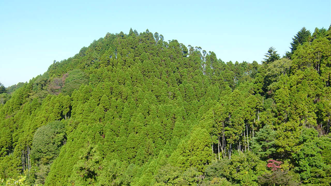 Summer at Kameyama Forest.