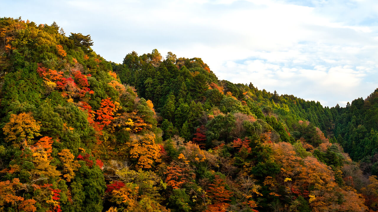 Kameyama Forest in the fall. Famous for its foliage, the local community holds maple festivals.