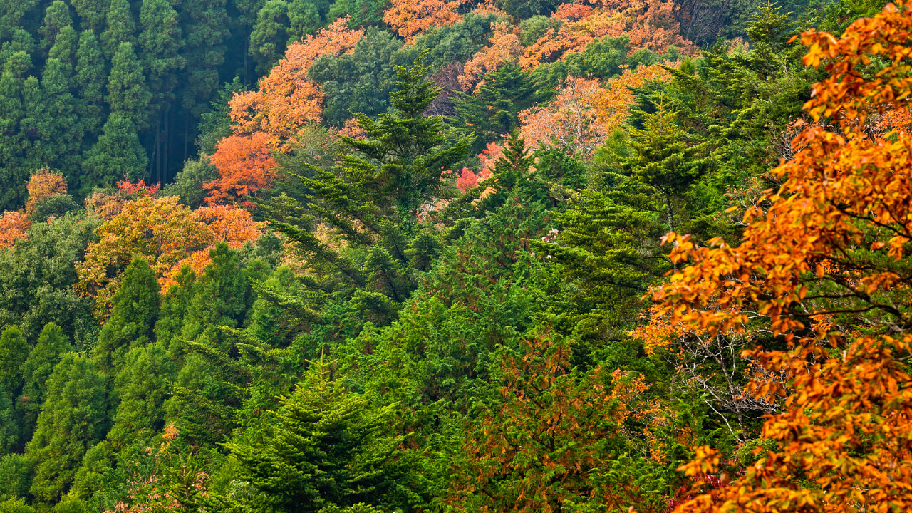 Deep green leaves that grew during the warm months and the fall foliage creates a unique landscape at Kameyama Forest.