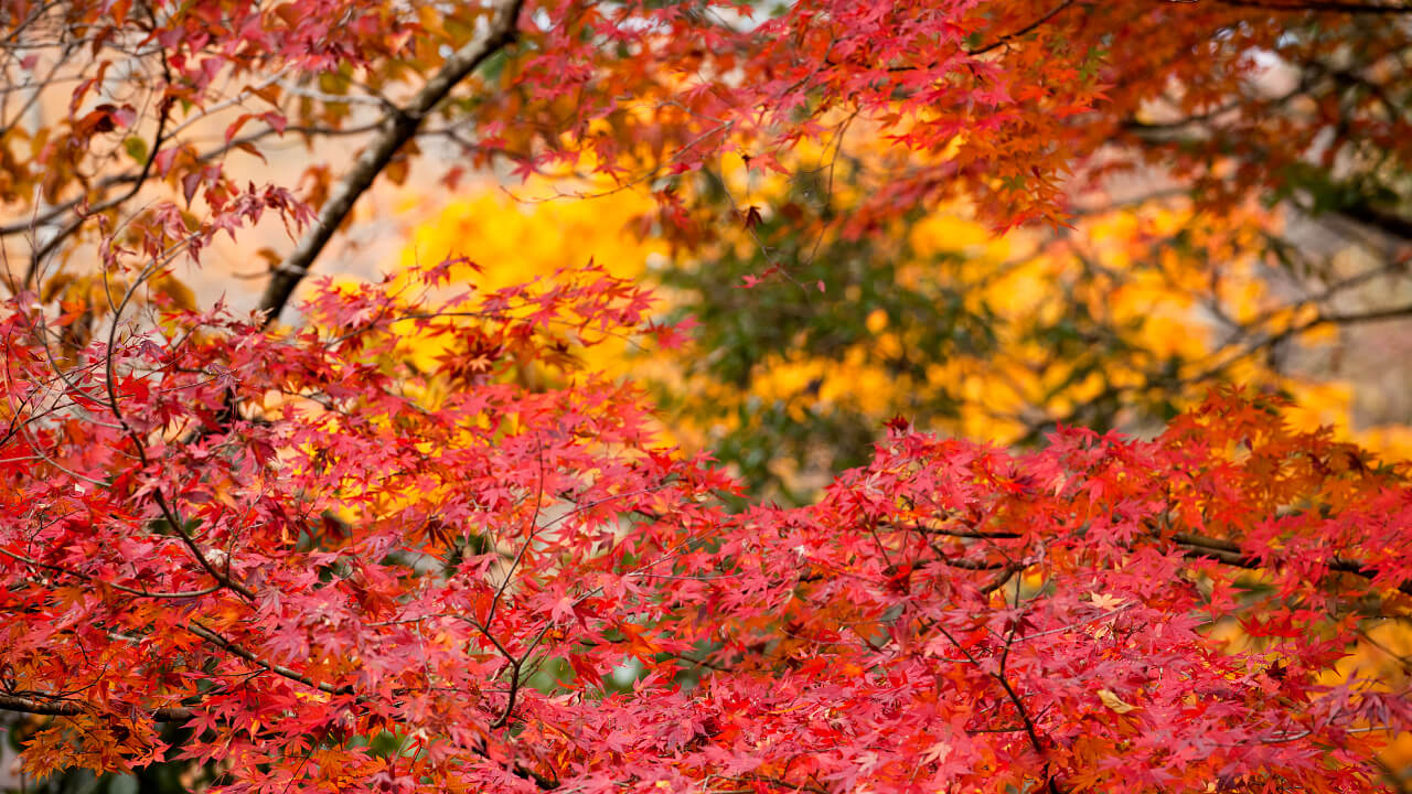 Deep green leaves that grew during the warm months and the fall foliage creates a unique landscape at Kameyama Forest.