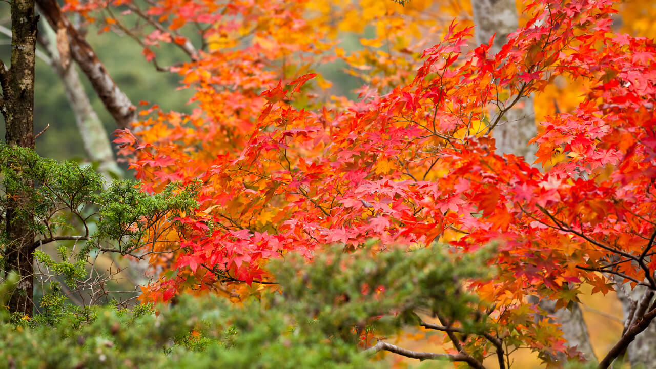 Deep green leaves that grew during the warm months and the fall foliage creates a unique landscape at Kameyama Forest.