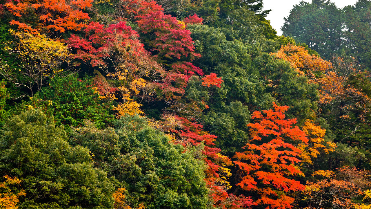 Deep green leaves that grew during the warm months and the fall foliage creates a unique landscape at Kameyama Forest.