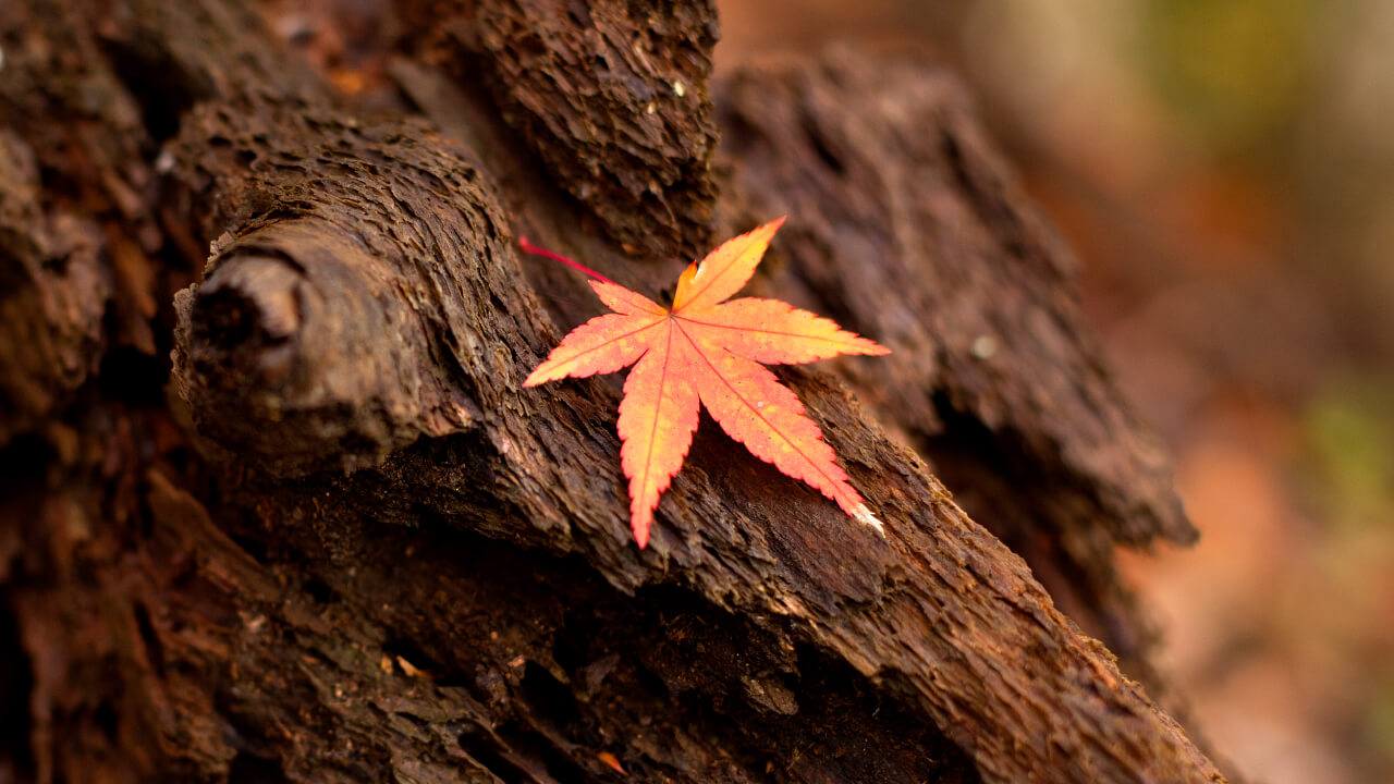 Deep green leaves that grew during the warm months and the fall foliage creates a unique landscape at Kameyama Forest.