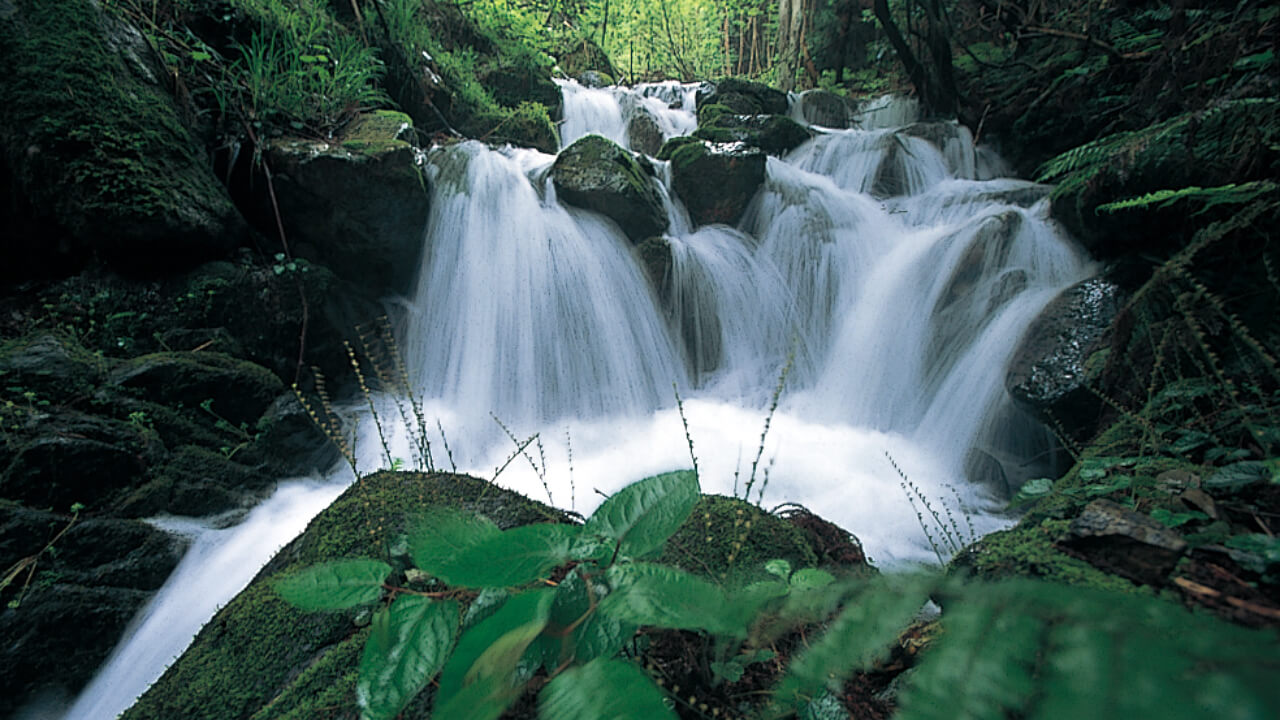 Spring water from the Kiyotaki Forest forms the Hozukyo gorge and the Hozu river.