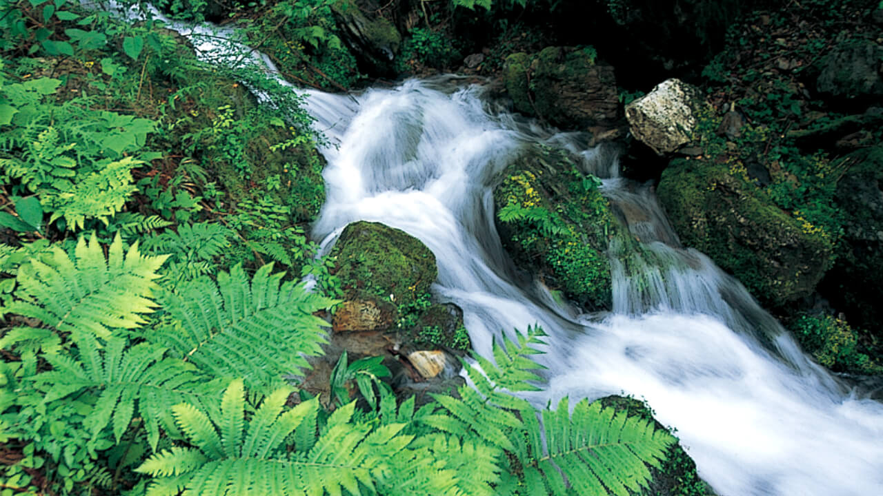 Spring water from the Kiyotaki Forest forms the Hozukyo gorge and the Hozu river.