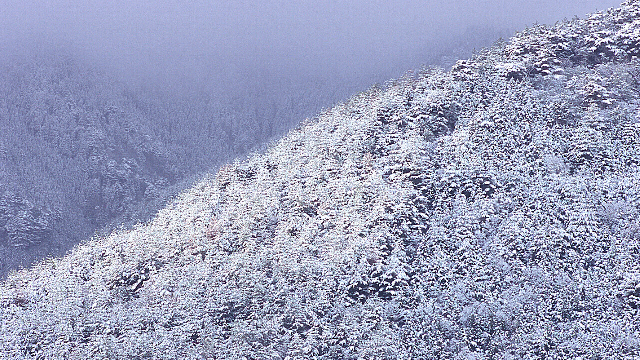 Kiyotaki Forest is located near the Atago mountains and is affected by the climate of the Sea of Japan.