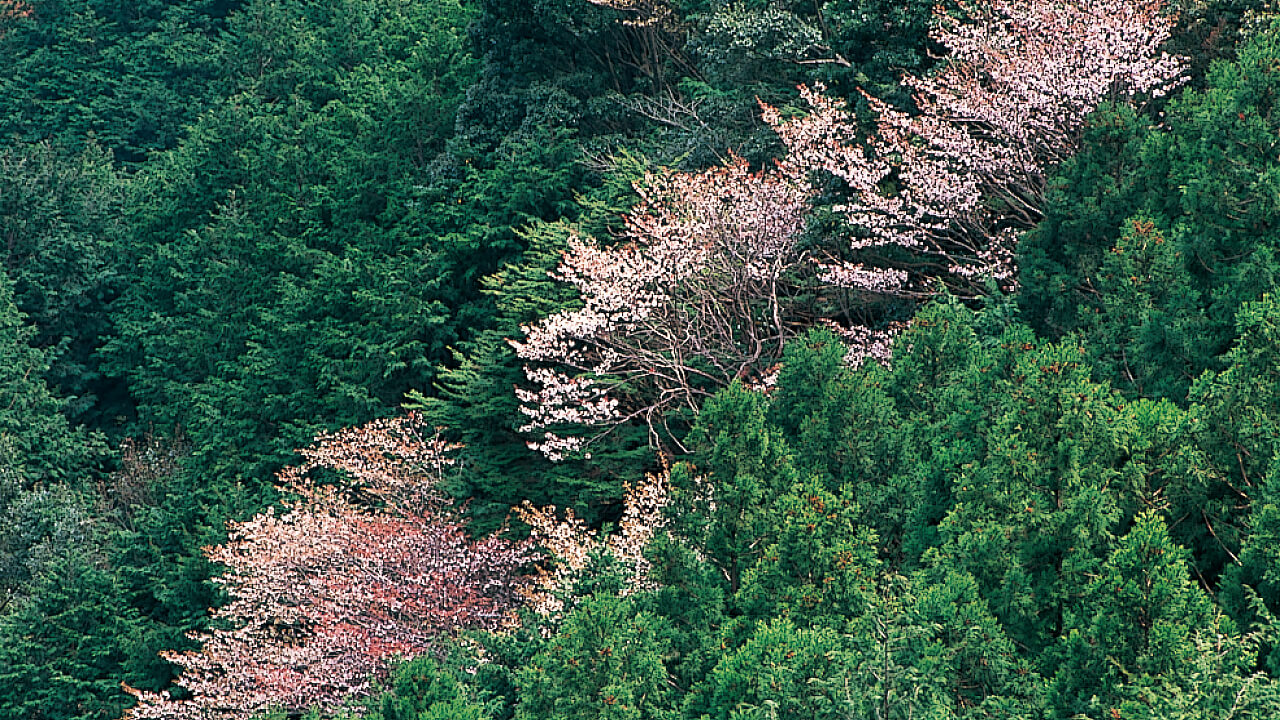 Wild cherry blossom trees are blooming among the freshly green forest.
