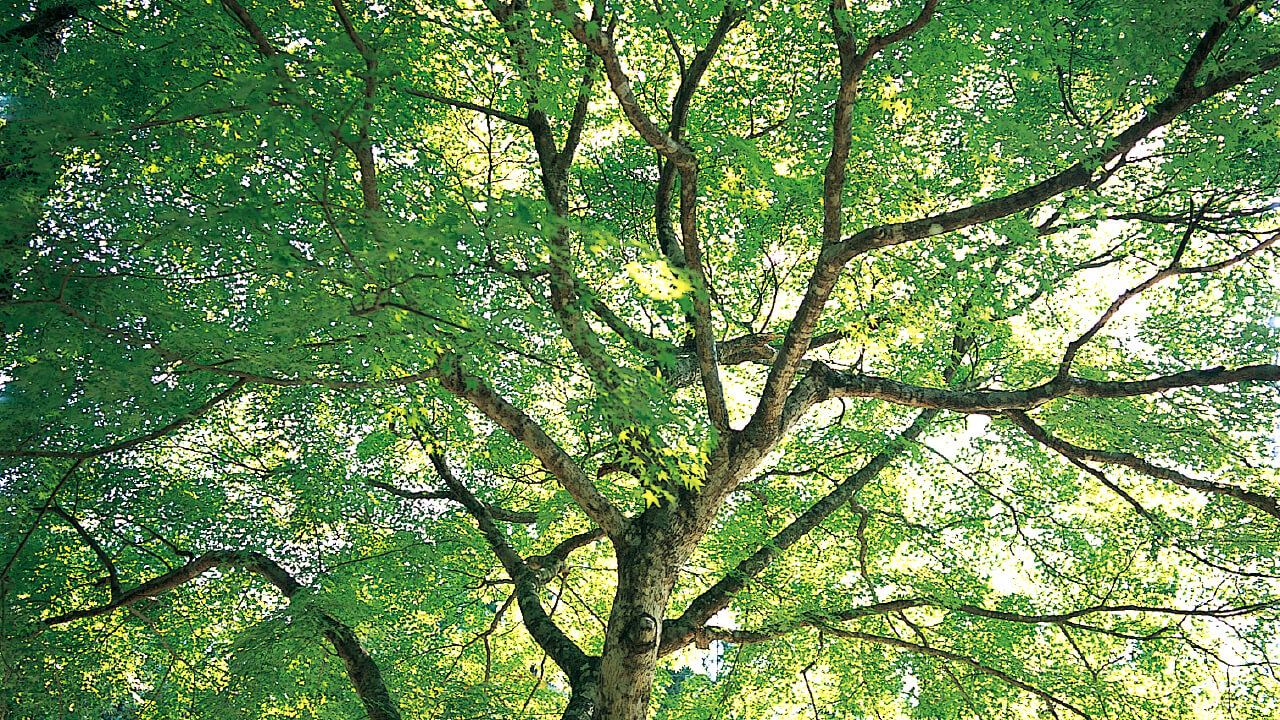Freshly green leaves bloom on a maple tree.