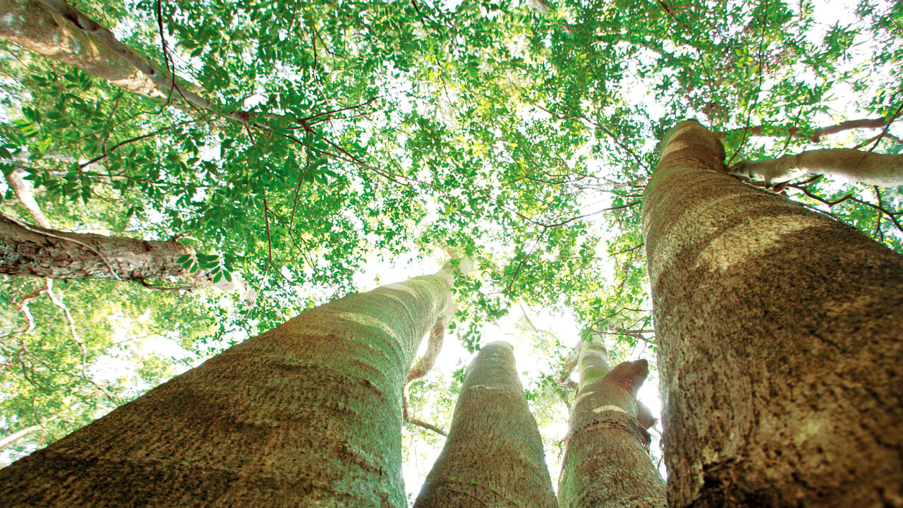 The Sando Forest wishes us safety in our work.