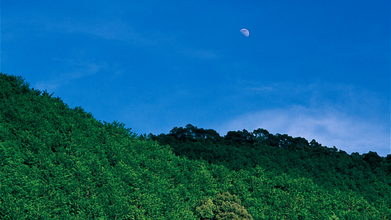 The green of the Japanese cypress contrasts the blue in the sky. 80% of the Japanese cypress in the Sando Forest consists of Forests for Regeneration and Harvests.