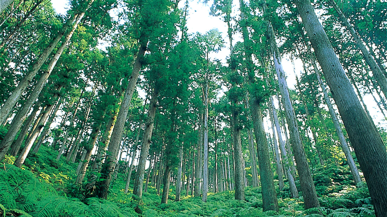 Bright light streams clearly through the thin openings in the canopy of the forest