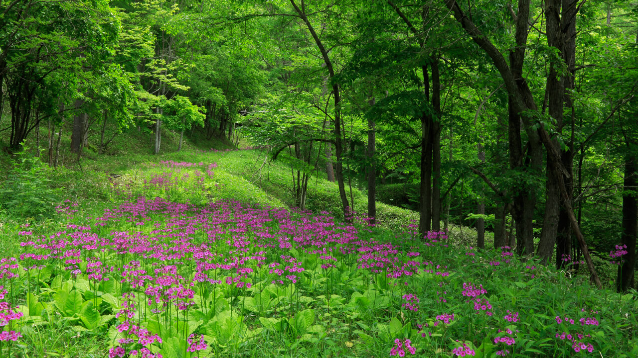 Japanese primrose blanketing various areas of the forest in early summer.