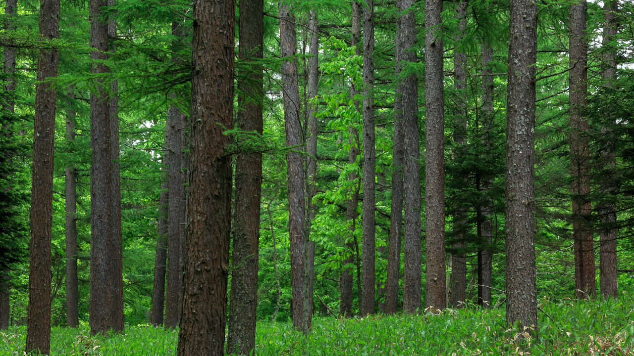 A Japanese larch forest with sunlight streaming into the beautiful wooden landscape.