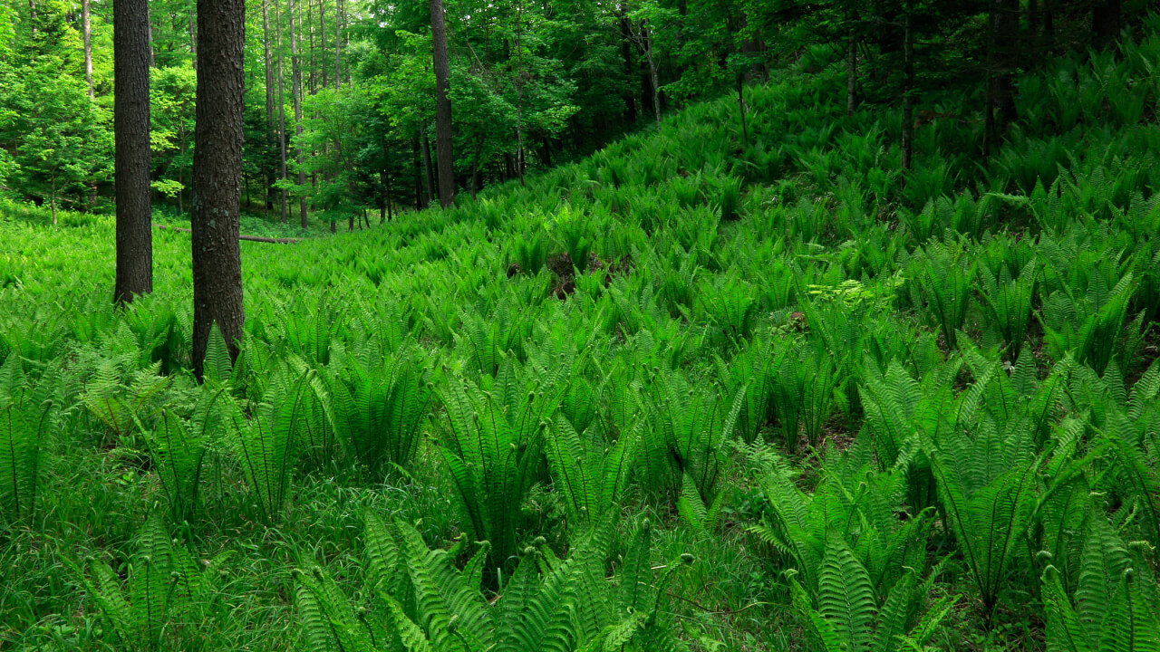 Green ostrich ferns growing in a Japanese larch forest.