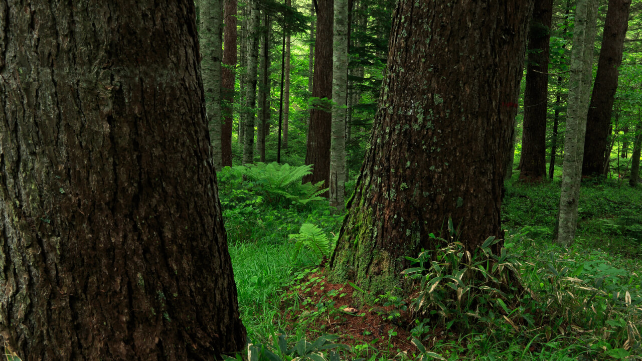 There are many giant Japanese larch over 80 years old in Ishii Forest, which is unusual in forests for regeneration and harvest.