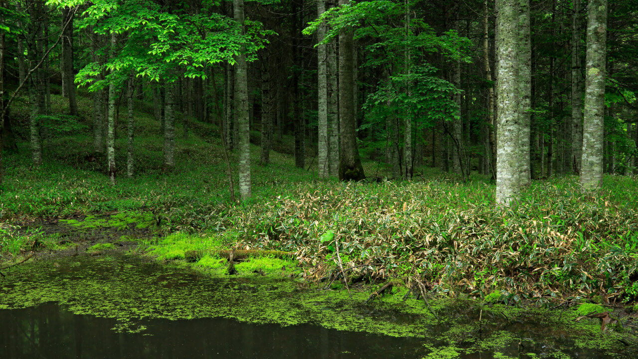 Sakhalin fir forest spreading out to surround the water.