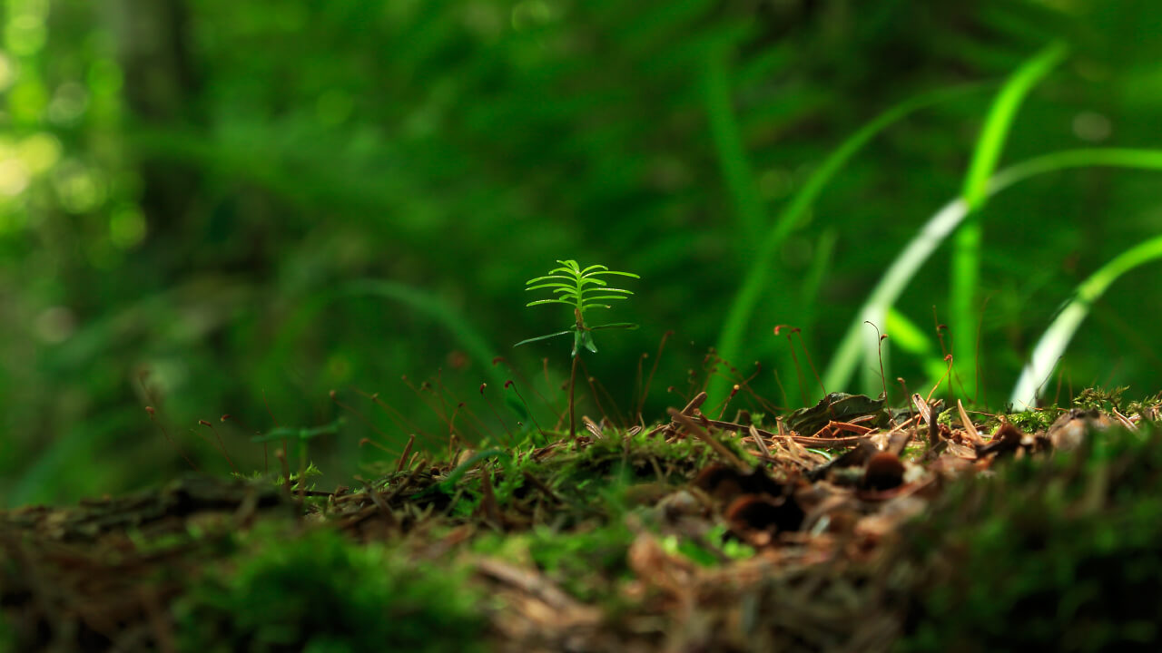 Regenerated trees growing next to the giant sakhalin firs.