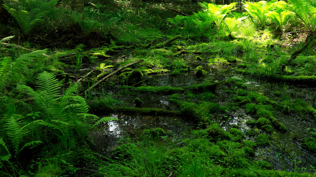 Beautiful forests are cultivated next to rich water resources.