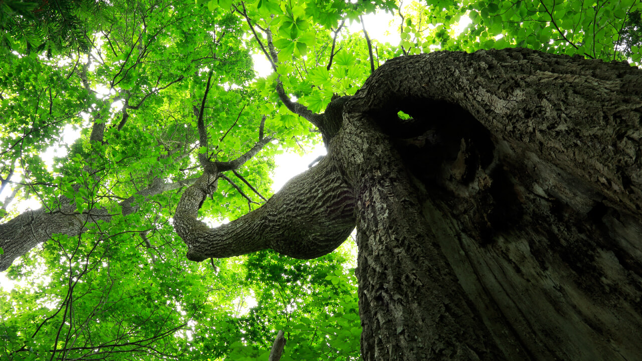 Many old broad-leaved trees can be seen within Ishii Forest.