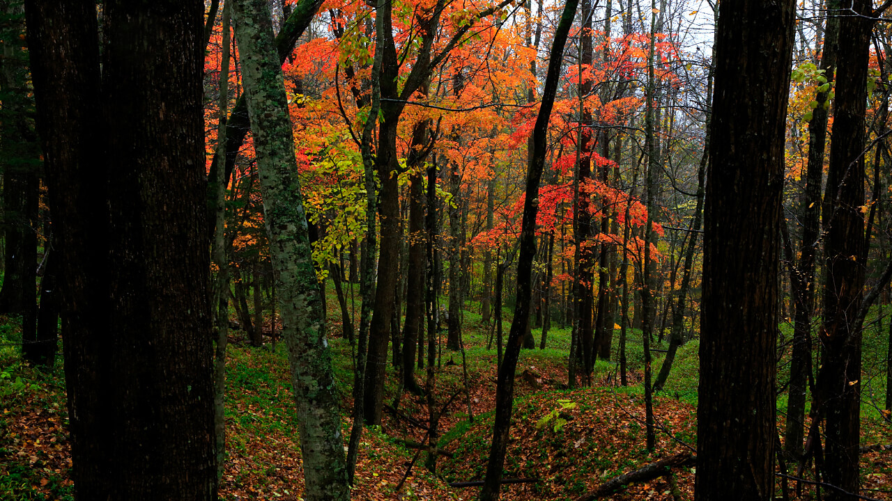 The forest is filled with the colors of fall.