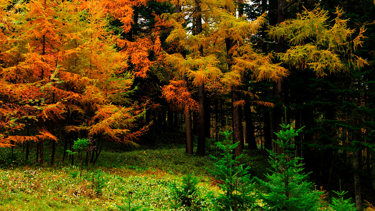 Japanese larch forest is glimmering gold.