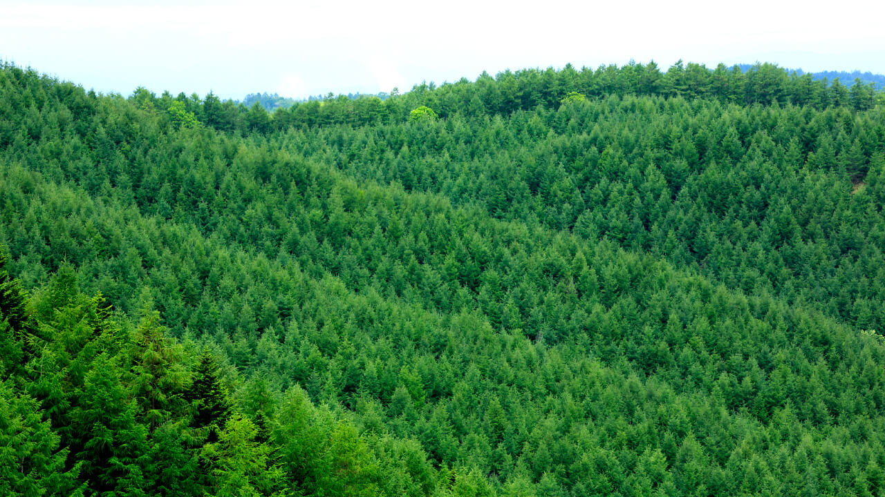 The greenery of Japanese larch forest.