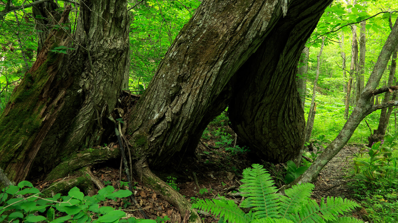 A stout old Katsura tree.