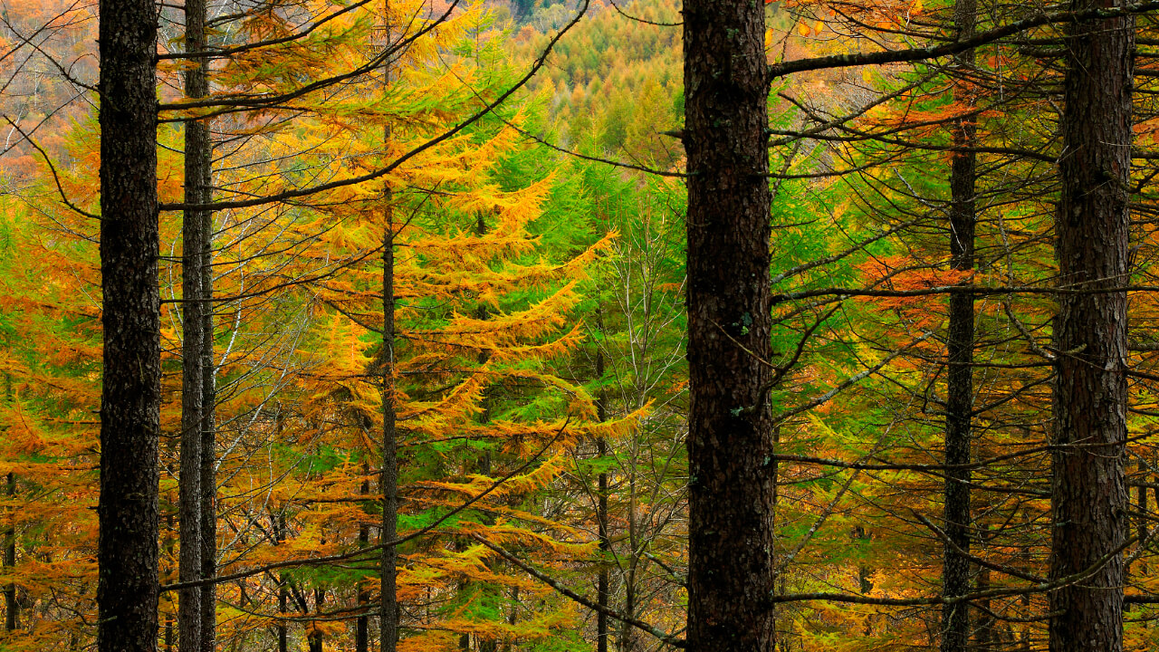 Fall foliage of the Japanese larch.