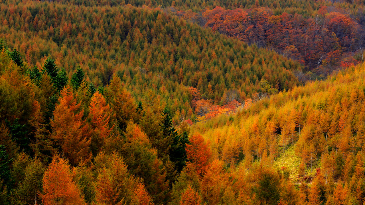 Conifer dressed in colors of fall decollate the scenery.