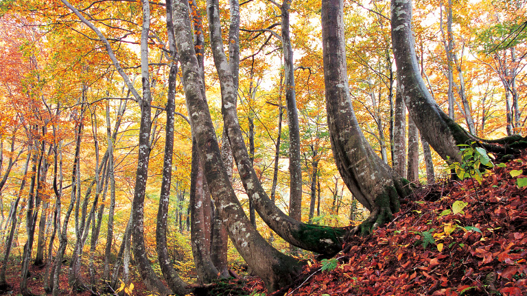 Nanba Forest, Niigata Prefecture