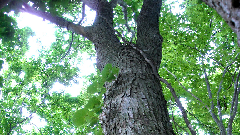 Manchurian elm