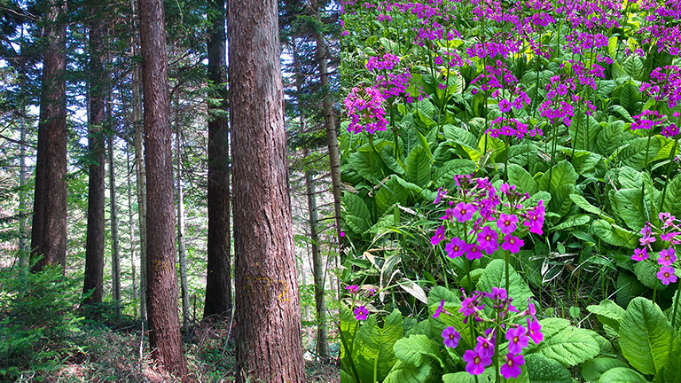 Left：Around the old-generation Japanese larch Right：Japanese primrose