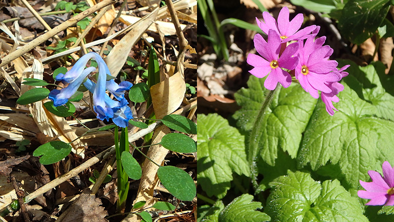 Left：Corydalis ambigua Right：Hokkaido primrose (Primula jesoana)