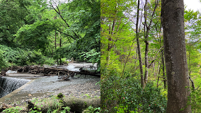 Left：Erosion-control dam Right：Beech-dominated broadleaf forest