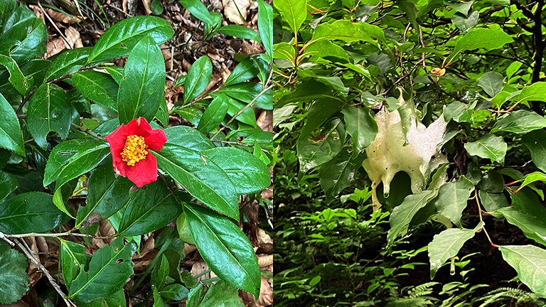 Left：Japanese camellia (Yukitsubaki) Right：Egg mass of the forest green tree frog