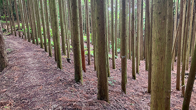 Cedar afforestation land for polished logs