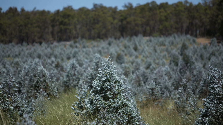 Mitsui's plantation trees in Australia