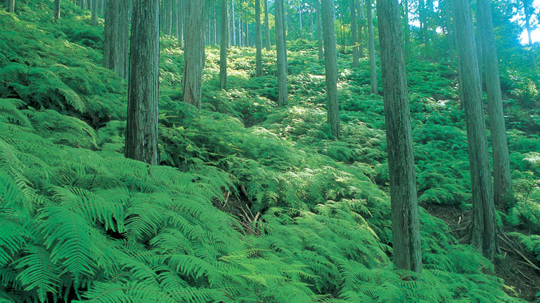 Partial application of forest-derived carbon credits generated at company-owned forests, Mitsui’s forests, toward making the electricity used across all of its Japan business locations carbon neutral