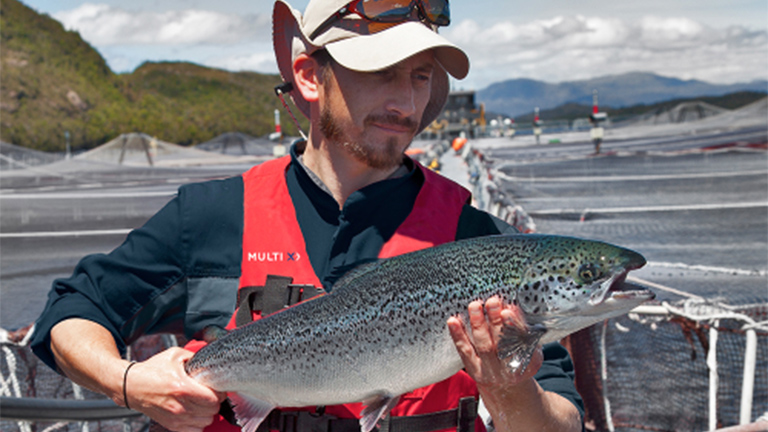 Farm raised salmon in seawater farming site