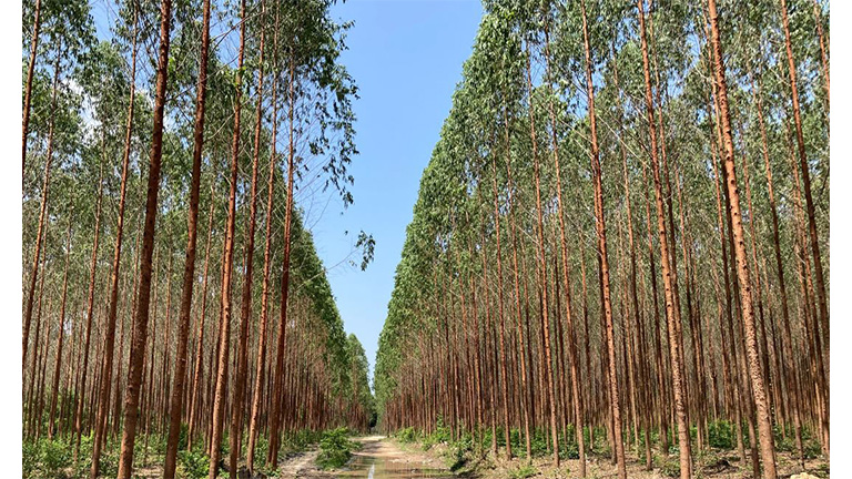Forests managed by NF Asia
