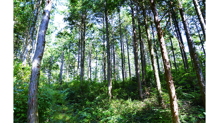 One of the forests used by the Okayama Corporation to generate J-Credits