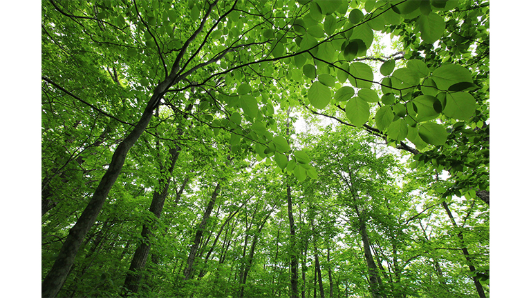 Mitsui's Forest