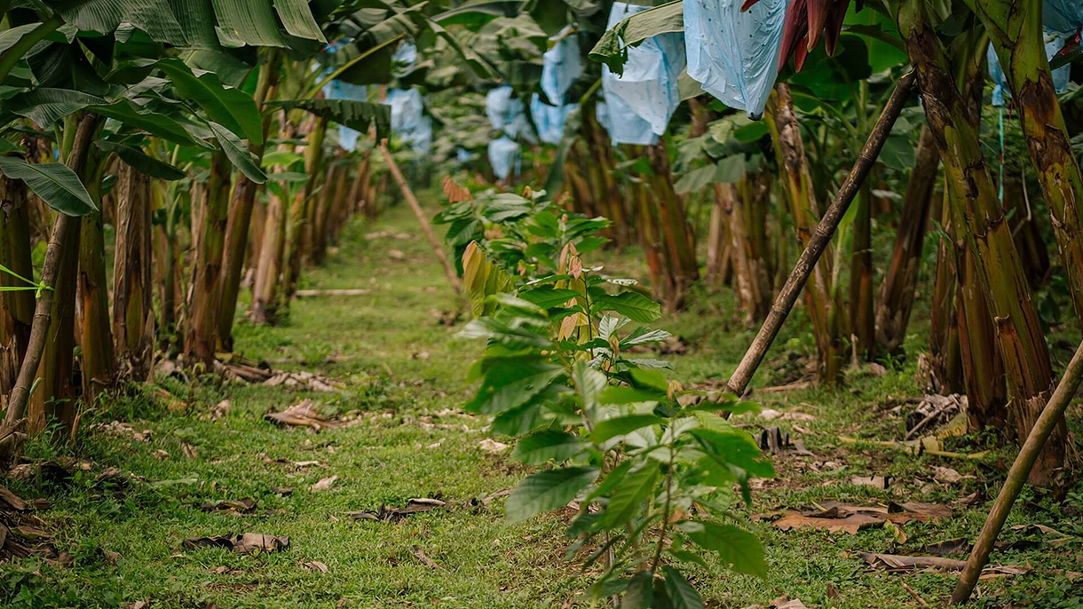 再生農業で叶える食料生産の安定と豊かな自然