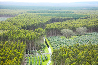 写真（オーストラリアにおけるNew Forests管理植林地）