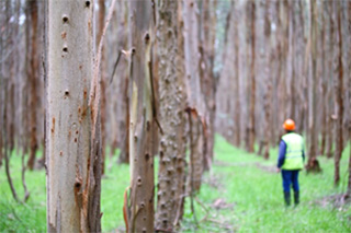 写真（オーストラリアにおけるNew Forests管理植林地）